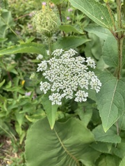 Daucus carota