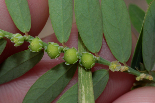 Phyllanthus debilis