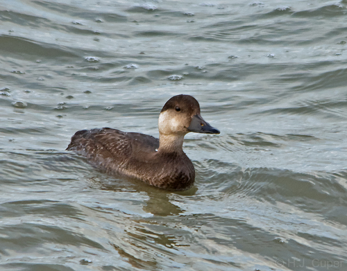 Common Scoter