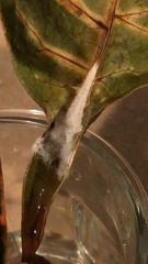 Sclerotinia sclerotiorum