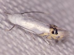 Paraleucoptera albella