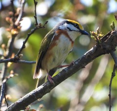 Vireolanius melitophrys