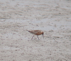 Limosa lapponica