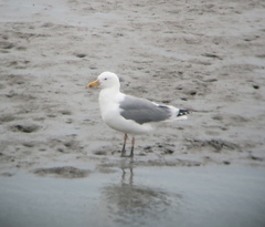 Larus fuscus heuglini