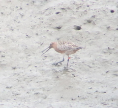 Limosa lapponica