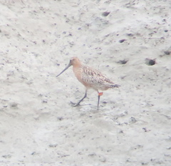 Limosa lapponica