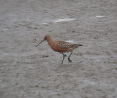 Limosa lapponica