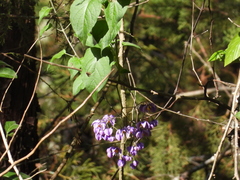 Solanum dulcamaroides