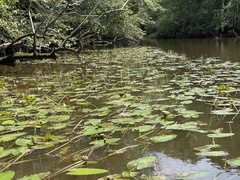 Nuphar sagittifolia