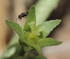 Ditaxis humilis