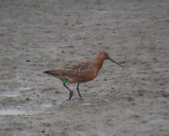 Limosa lapponica