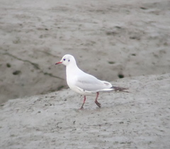 Chroicocephalus ridibundus