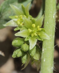 Ditaxis humilis