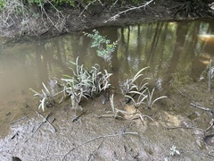 Hymenocallis pygmaea