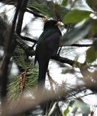 Trogon mexicanus
