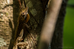Anolis unilobatus