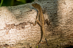 Anolis unilobatus