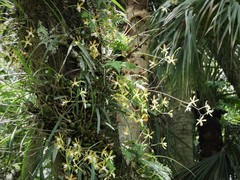 Encyclia tampensis image