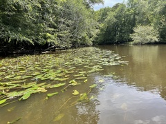 Nuphar sagittifolia