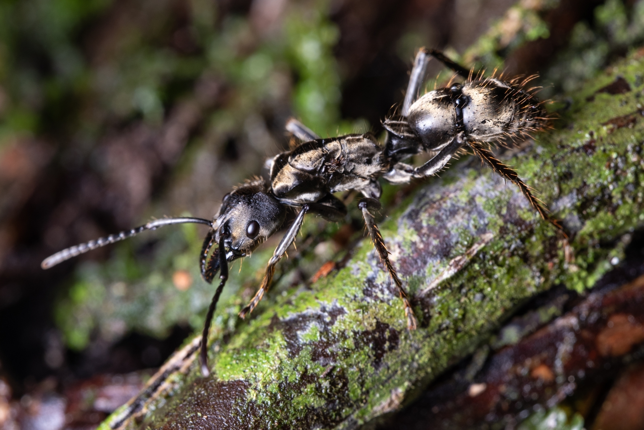 Neoponera curvinodis