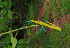 Tithonophasma tithonus