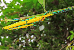 Tithonophasma tithonus