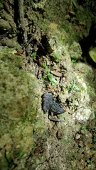 Eleutherodactylus leprus