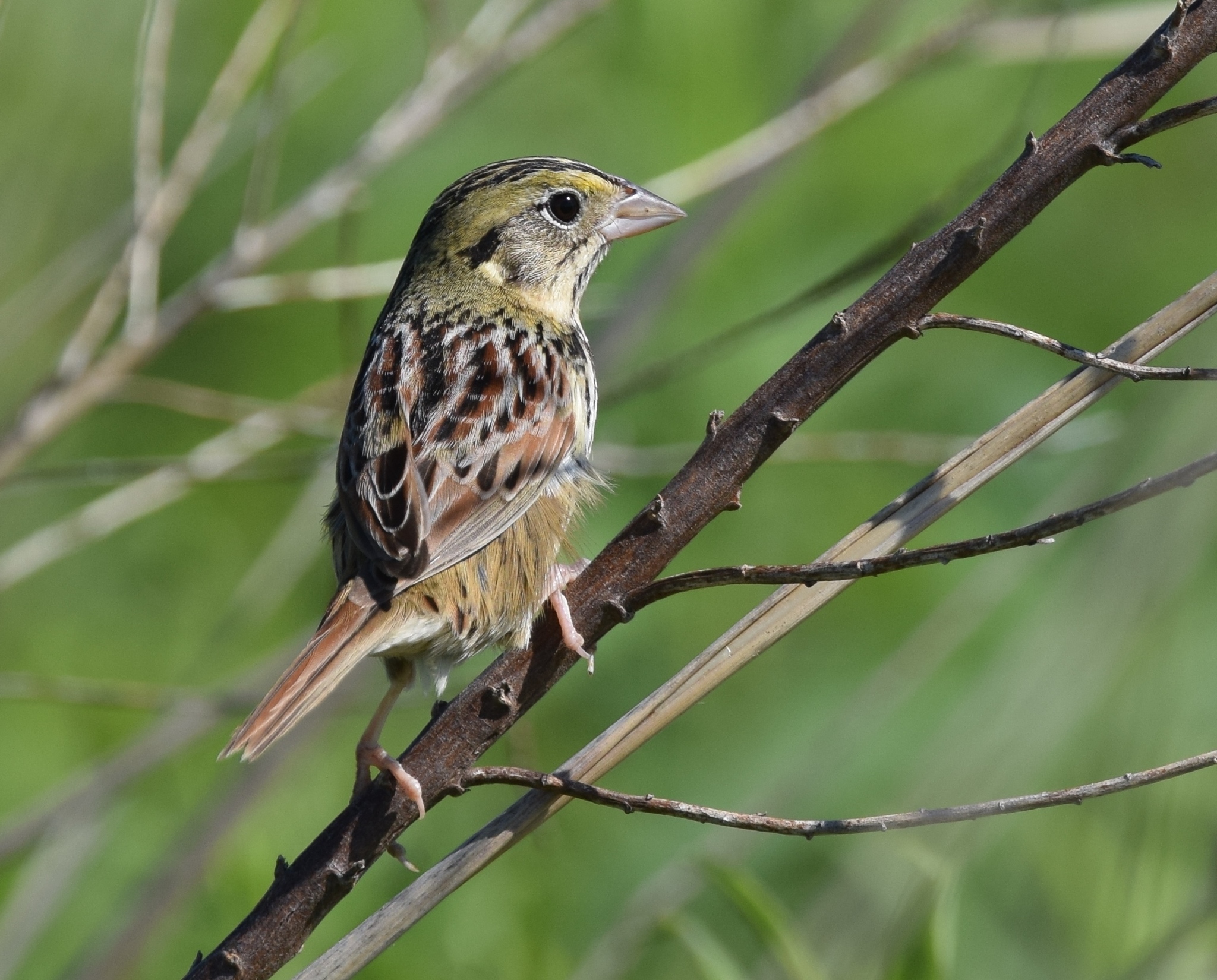 Henslow's Sparrow