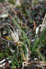 Carex norvegica