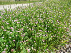 Trifolium resupinatum