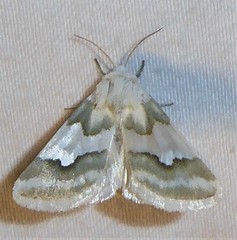 Schinia hulstia