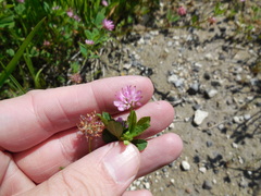 Trifolium resupinatum