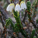 Arctic Bell-Heather - Photo (c) Samuel Brinker, some rights reserved (CC BY-NC), uploaded by Samuel Brinker