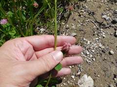 Trifolium resupinatum