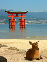 Cervus nippon