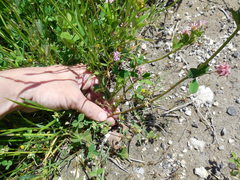 Trifolium resupinatum