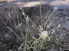 Lessingia hololeuca