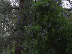 Solanum dulcamaroides