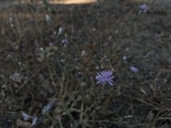 Lessingia hololeuca