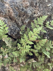 Myriopteris gracilis