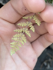 Myriopteris gracilis