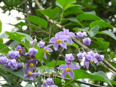 Solanum dulcamaroides