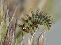 Subcoccinella vigintiquatuorpunctata