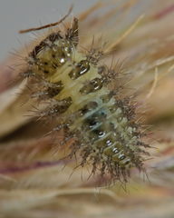 Subcoccinella vigintiquatuorpunctata