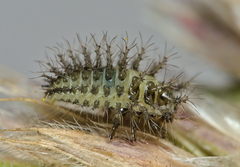 Subcoccinella vigintiquatuorpunctata