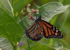 Danaus plexippus
