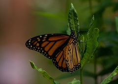 Danaus plexippus