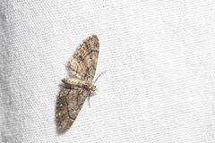 Eupithecia palpata