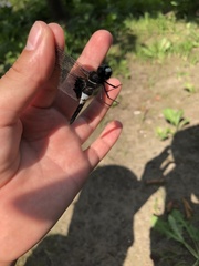 Pseudothemis zonata