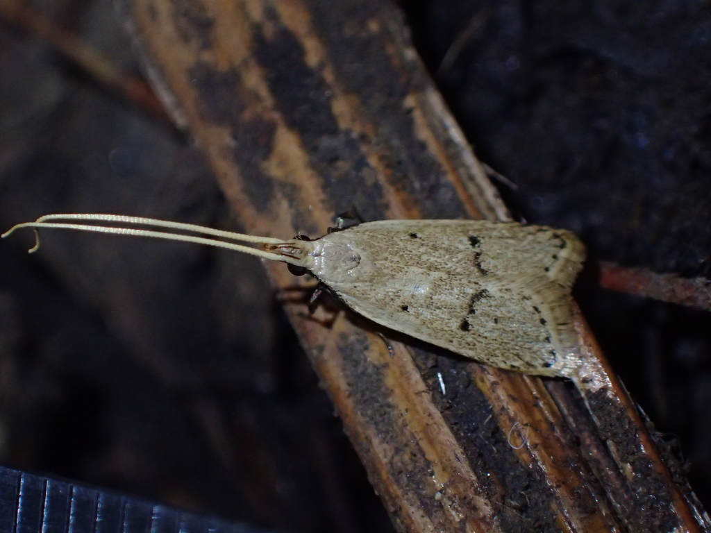 Lecithocera megalopis